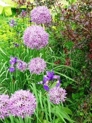 Allium